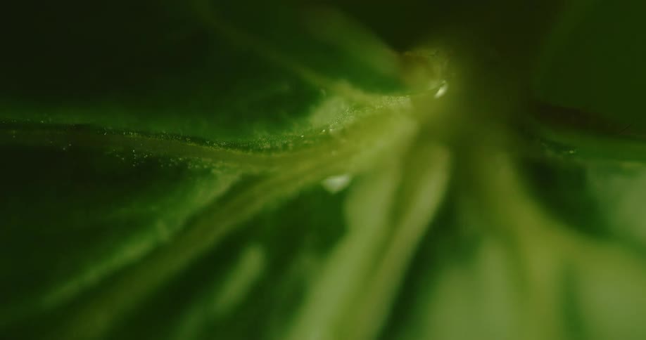The veins run through the plant