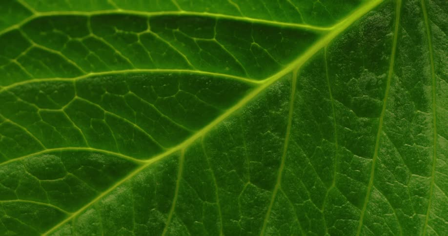 The light shines on the green leaf