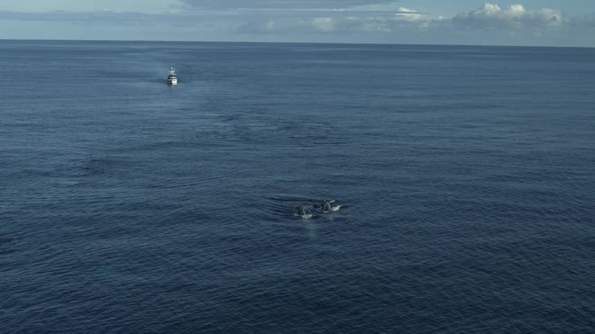 A ship sailing close to a pod of whales