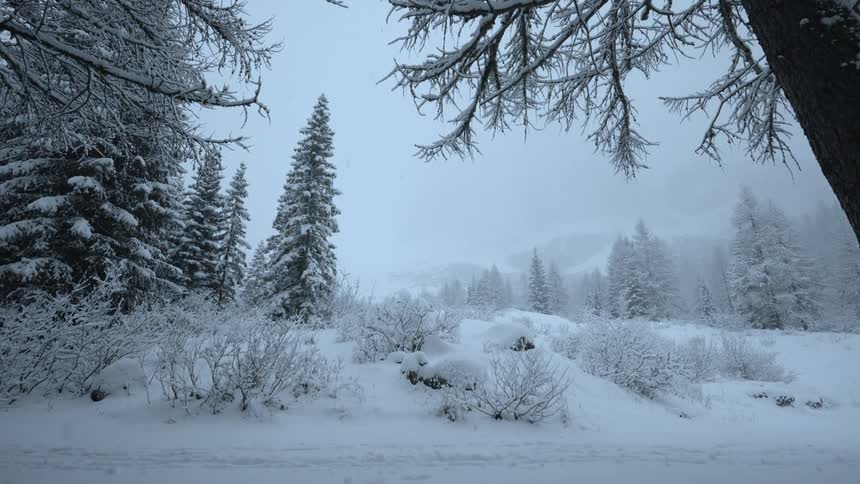 Snow falls onto already frosted conifers and snowy ground