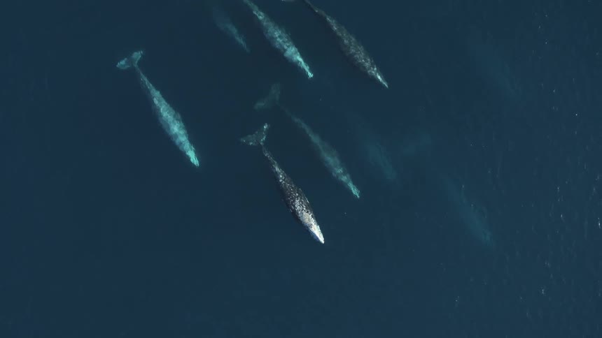 Orbiting aerial view of a pod of whales swimming under the surface of the ocean