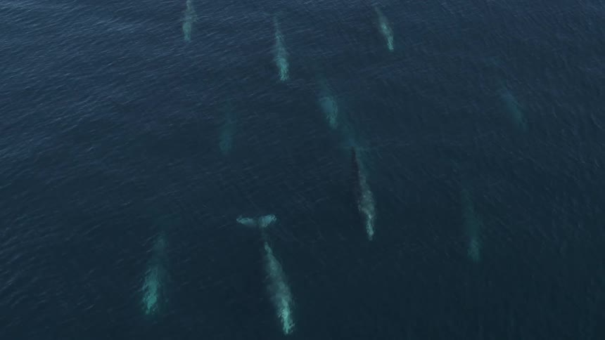 Surfacing whales with pod swimming along just beneath the surface
