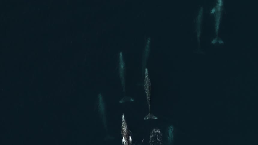 Birdseye of pod of whales swimming together