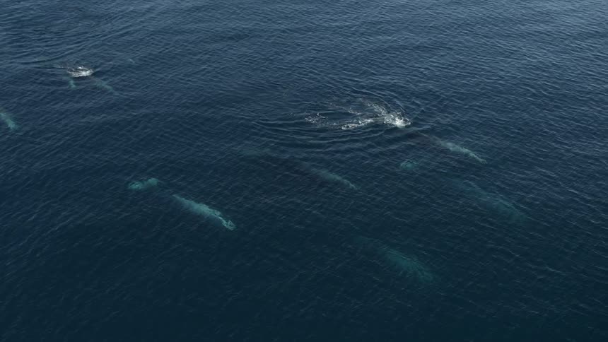 Grey whales surface off the coast of california