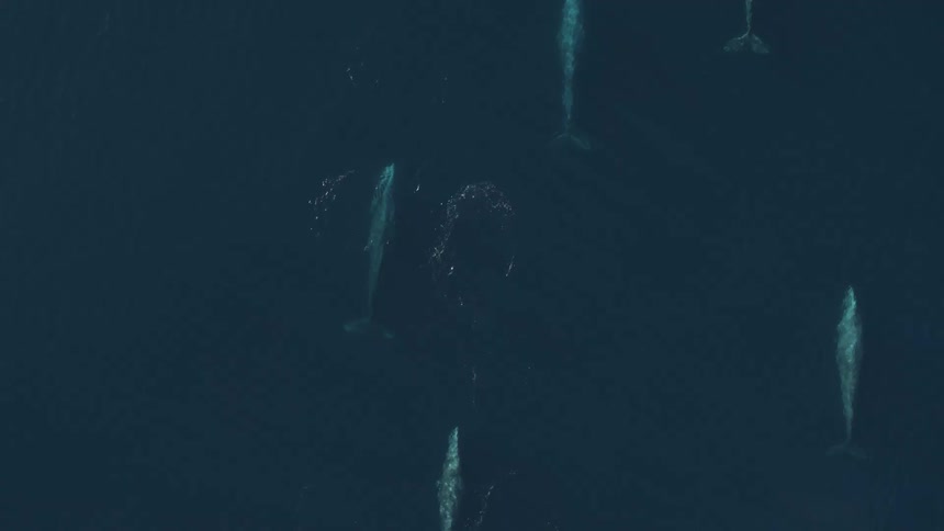 Pod of grey whales swimming together