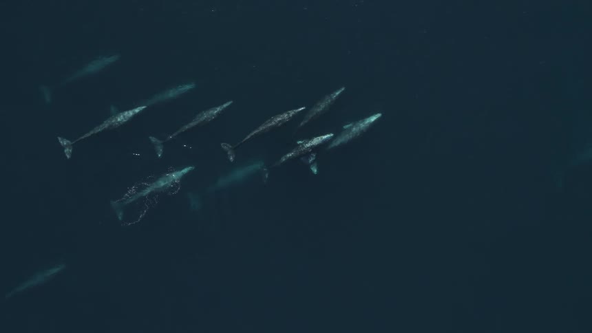 Whale pod swims close together as a few surface and spout