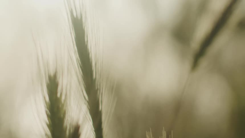 Close up of wheat plants growing on a field at evening