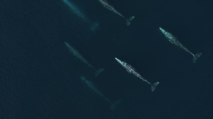 Pod of whales swimming together from overhead