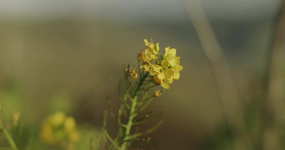 Yellow flowers in a field near trees