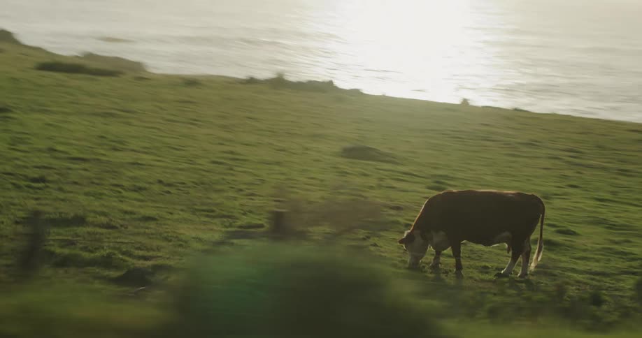Herd of cattle grazes in fenced pasture on the coast