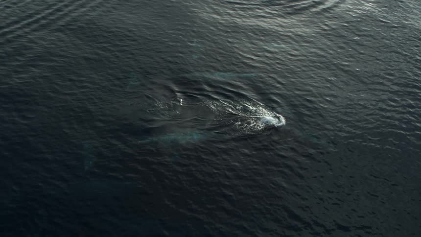 A pair of whales swim together in the ocean