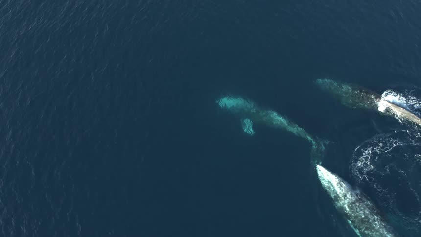 A group of whales swim together near the surface of the ocean during the day