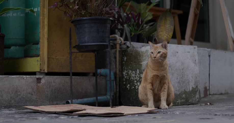 The cat looks around the alley