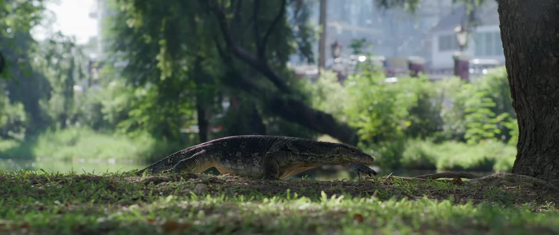 An iguana crawls across the ground near trees and a bird flies nearby as traffic passes by in the distance