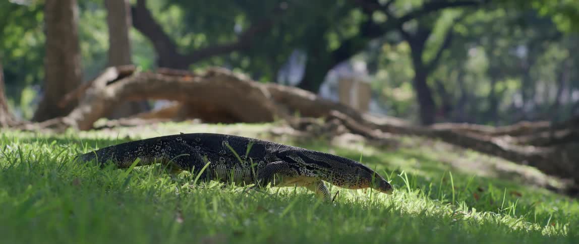 There is animals out in the wilderness around the middle of the day