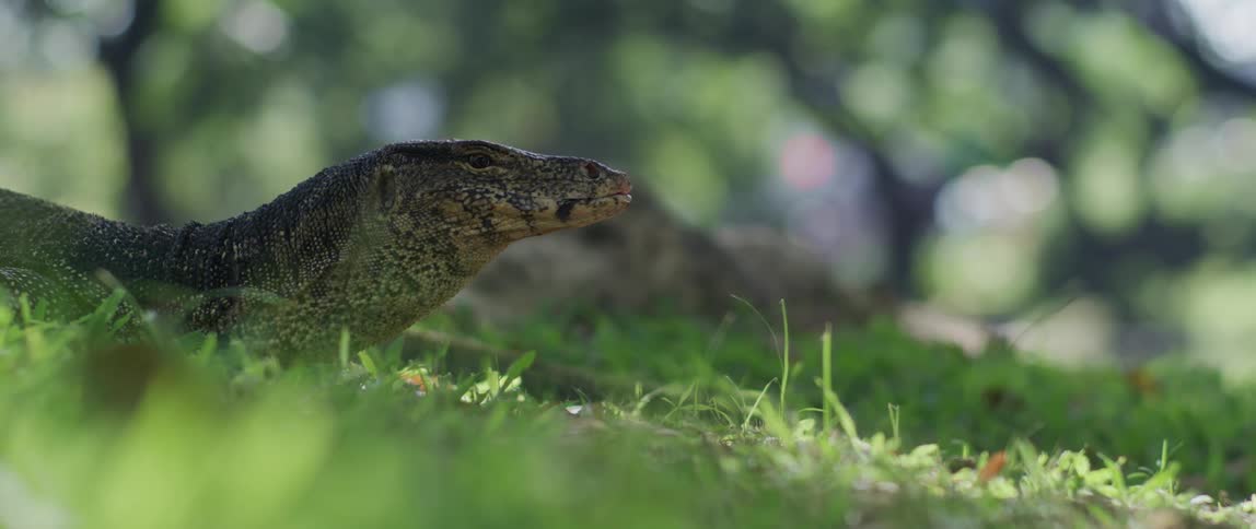 Komodo dragon on green grass