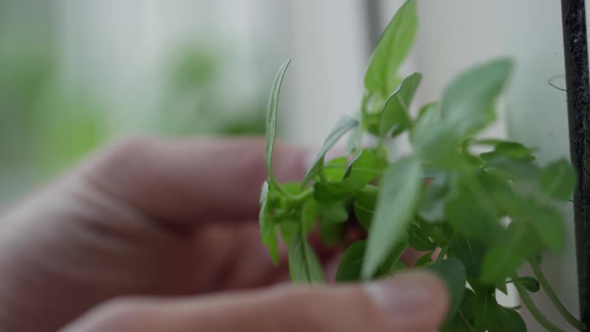 A person is touching and examining some leaves of a plant