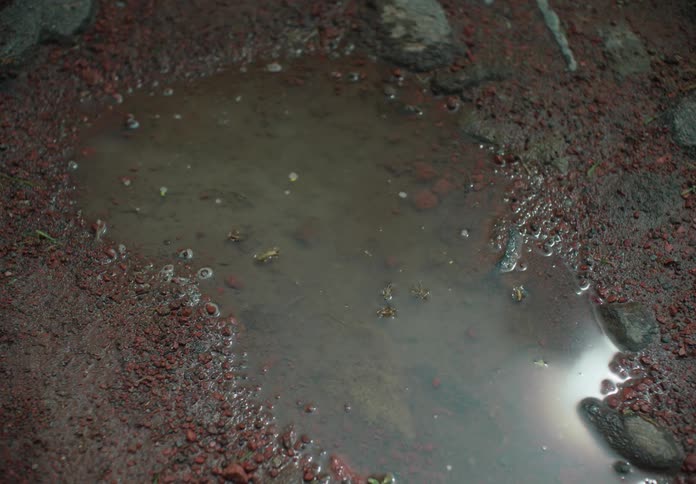 Insects moving over the surface of a puddle in the ground