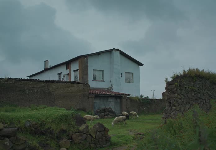 Sheep graze on farmland near a large building