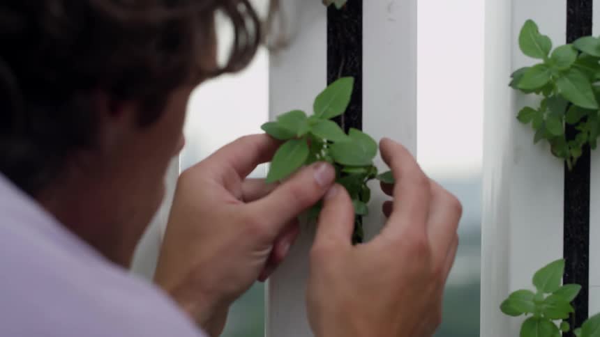 A man examines some plants