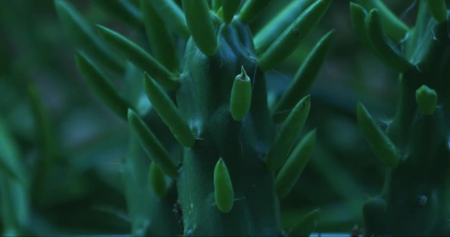 Spiked leaves grow off a thick plant stem