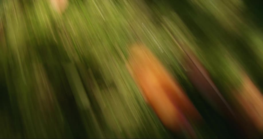Grass in a field