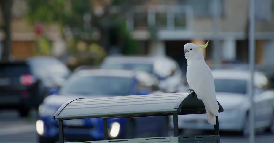 A sulphur crested cockatoo standing on a stand near the street in the city