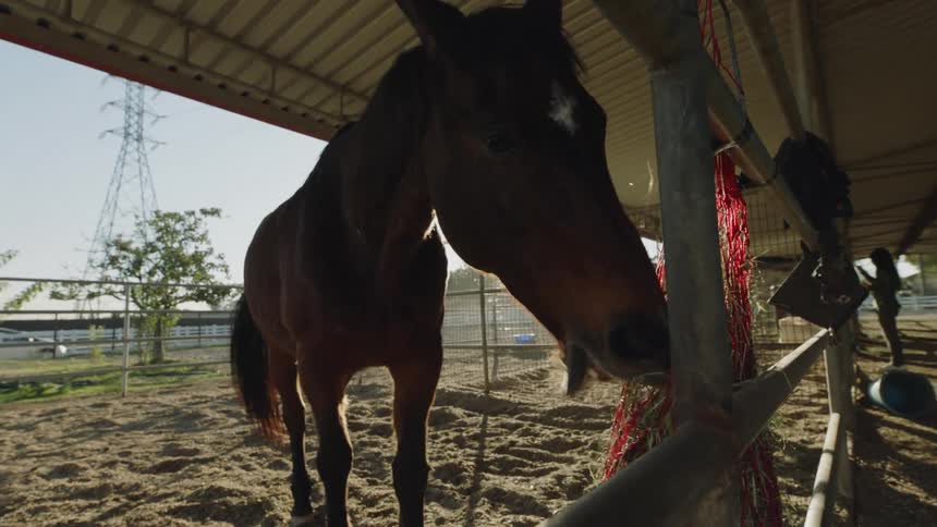 Horse feeding from a bag hanging from a fence at evening