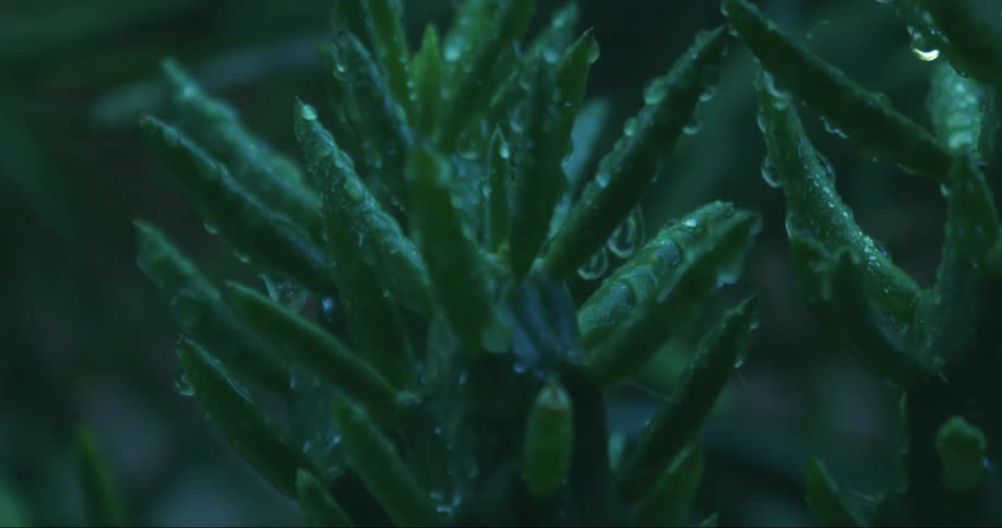 Rain drops falling on a succulent plant outdoors