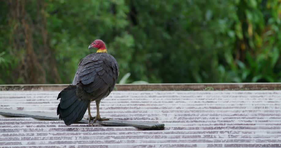Brush Turkey Australian Bird sits on board on top of tin roof near forest