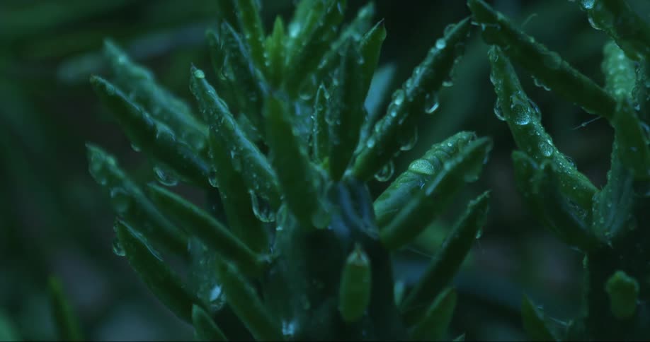 Drops of water cover a prickly plant
