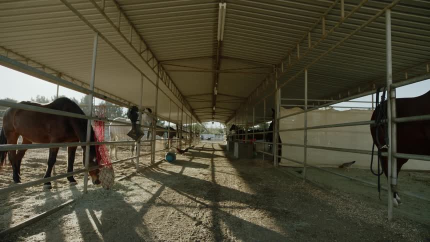 Horses graze in their stable on a farm