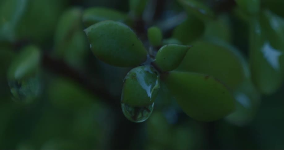 Water droplets fall from the leaves of a green plant