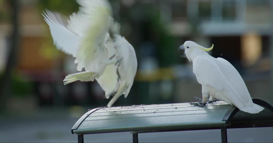 Australian Corellas and Cockatoos fight on perch near city street