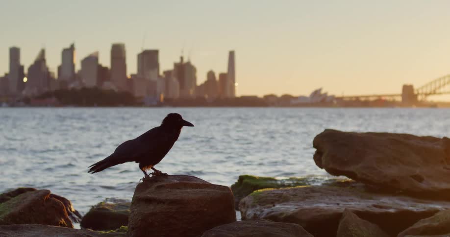 Australian Raven walks atop a rock on the coast at sunset