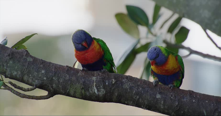 A couple of colorful birds sitting outdoors on a branch