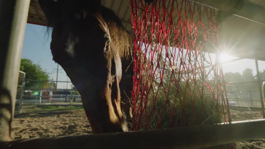 Horse eating grass from a feeding bag on a stable at morning