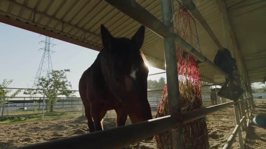 Horse eating grass from a feeding bag on a stable at morning
