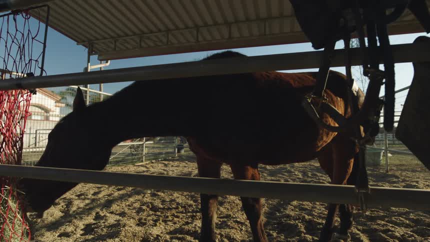 A horse eating hay from a fenced in area