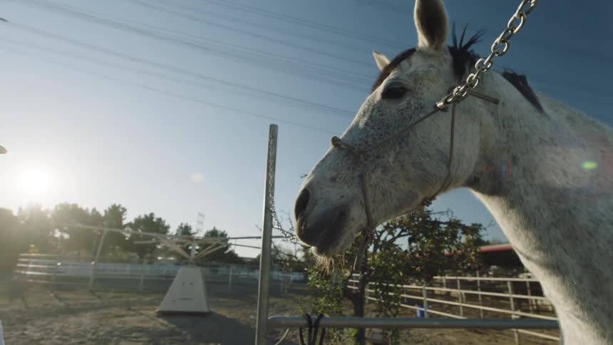 A young kid is feeding a horse in the middle of day time