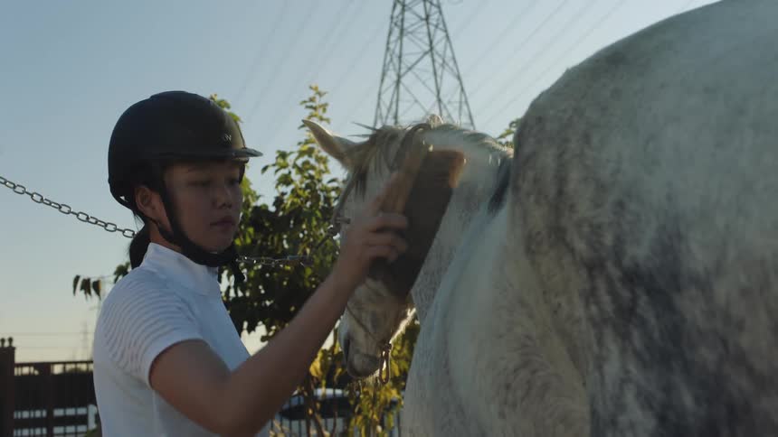 A teenage girl brushes a horse