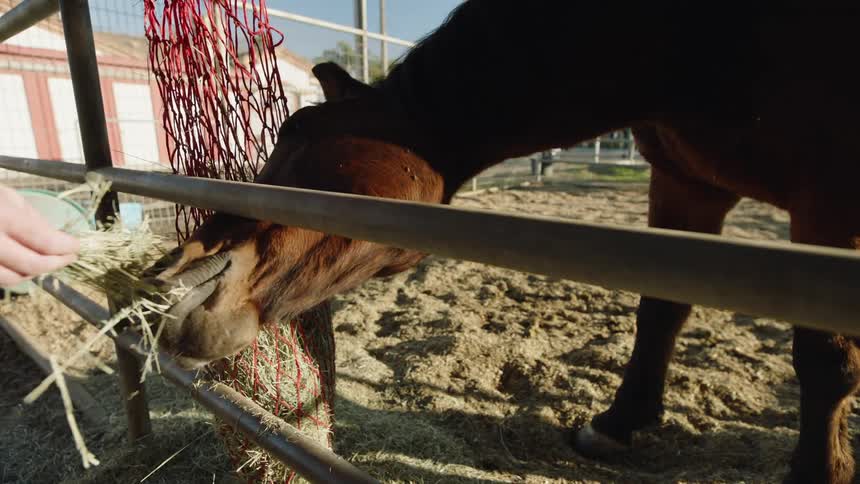 A person feeds grass through a fence to their horse