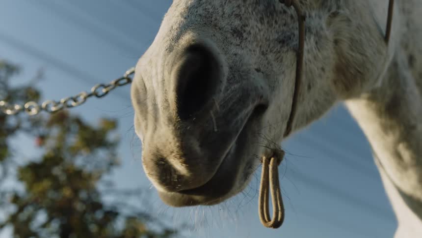 Horse wearing halter with attached chain mouths as a fly buzzes over it