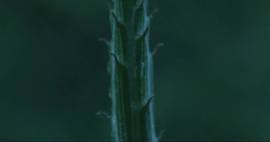 Close up of the stem of a plant getting wet under the rain