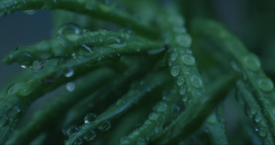 The thin green leaves of a plant are covered with water droplets