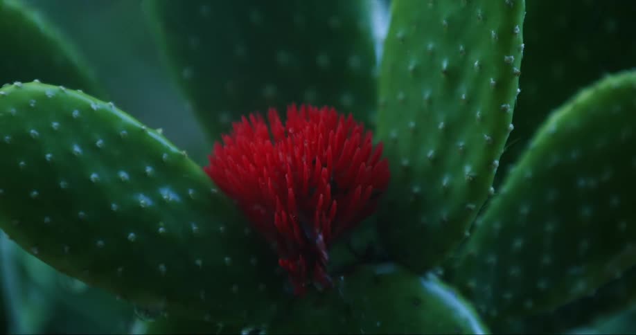 Rain falls on cactus with a red flower
