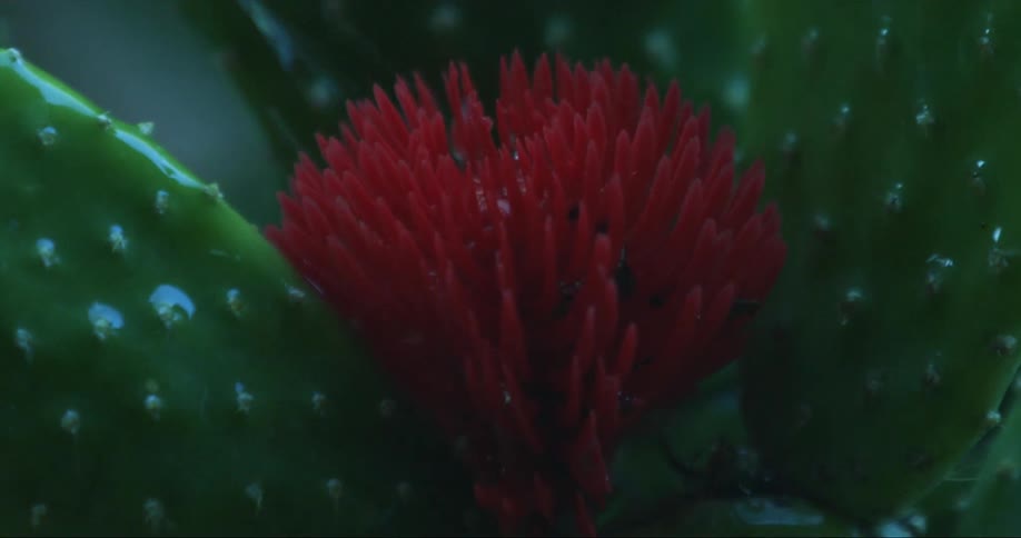 Water falls in spurts onto blooming cactus