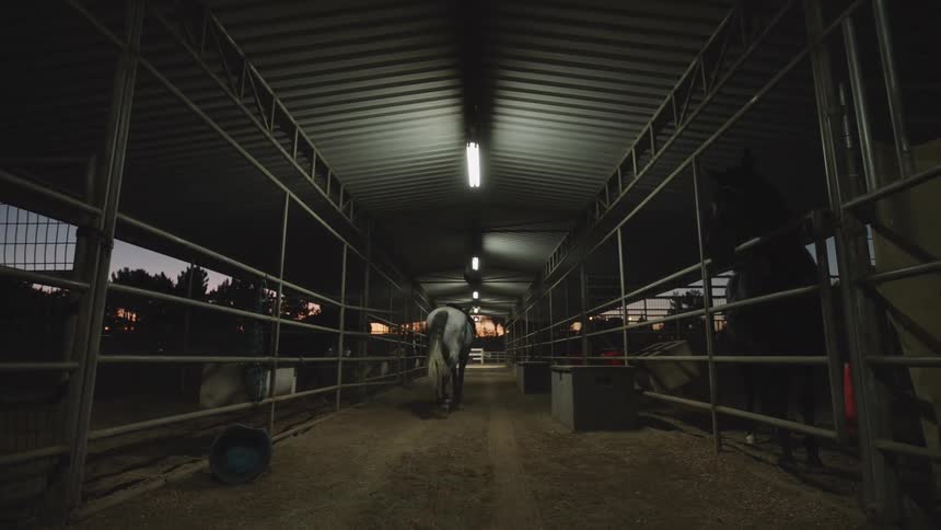 Young female jockey leads a horse through a corridor in the stable at morning