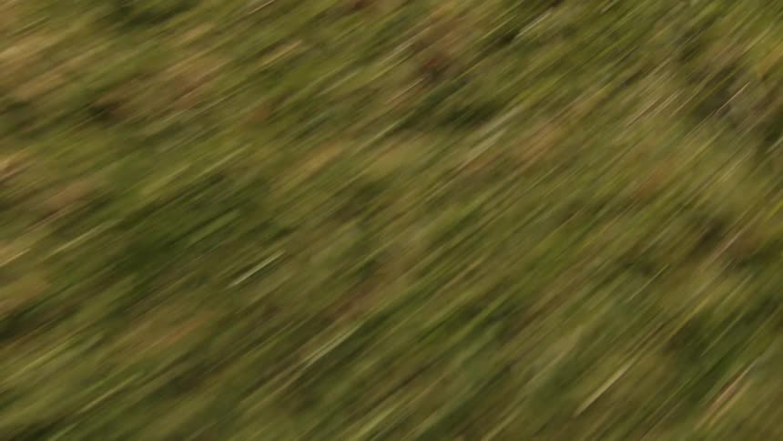 A large field of grass speeds by as the camera moves over it