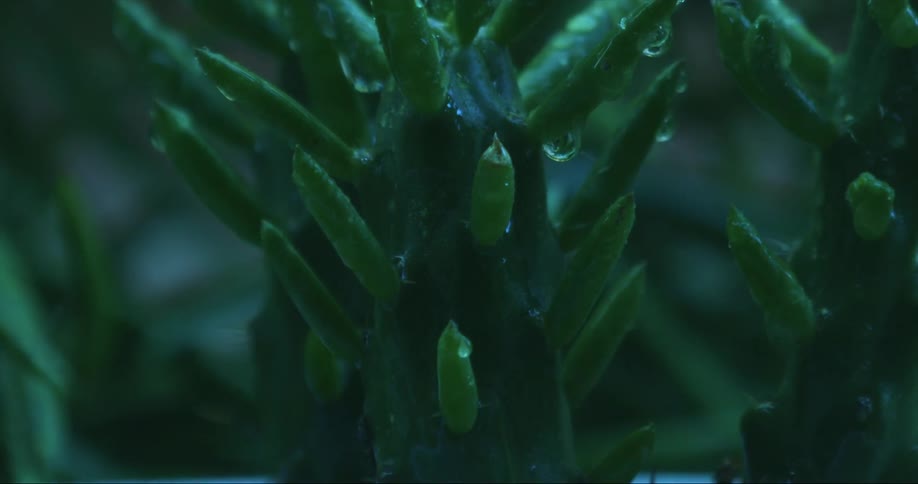 Droplets of rain falling on a plant